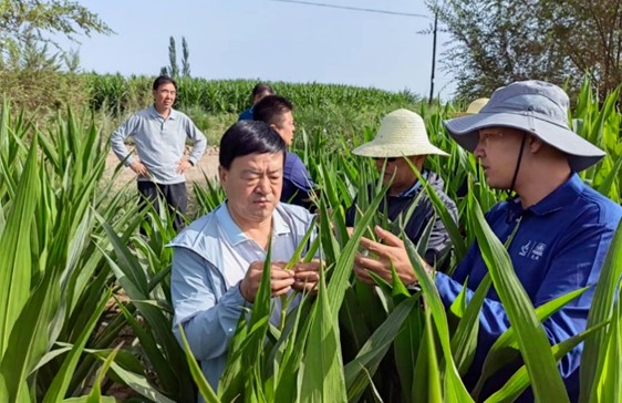 劉興斌一行到公司肅州區各制種基地調研制種玉米生產等情況