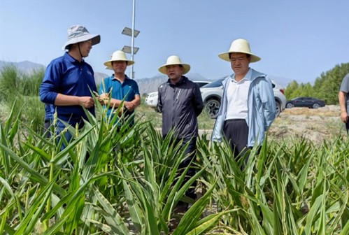 劉興斌一行到公司肅州區各制種基地調研制種玉米生產等情況