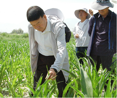 劉興斌等一行到公司肅州區各制種基地查看制種田苗情況